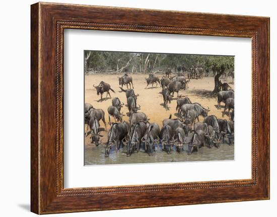 Common (Blue) Wildebeest (Gnu) (Connochaetes Taurinus), Mkhuze Game Reserve, Kwazulu-Natal, Africa-Ann & Steve Toon-Framed Photographic Print