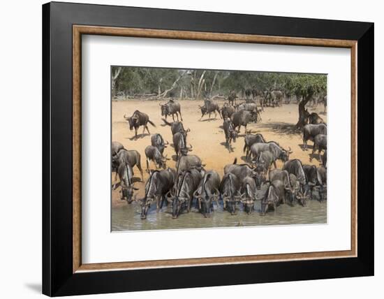 Common (Blue) Wildebeest (Gnu) (Connochaetes Taurinus), Mkhuze Game Reserve, Kwazulu-Natal, Africa-Ann & Steve Toon-Framed Photographic Print