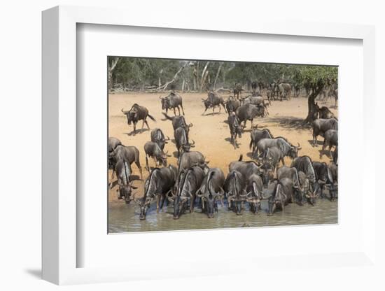 Common (Blue) Wildebeest (Gnu) (Connochaetes Taurinus), Mkhuze Game Reserve, Kwazulu-Natal, Africa-Ann & Steve Toon-Framed Photographic Print