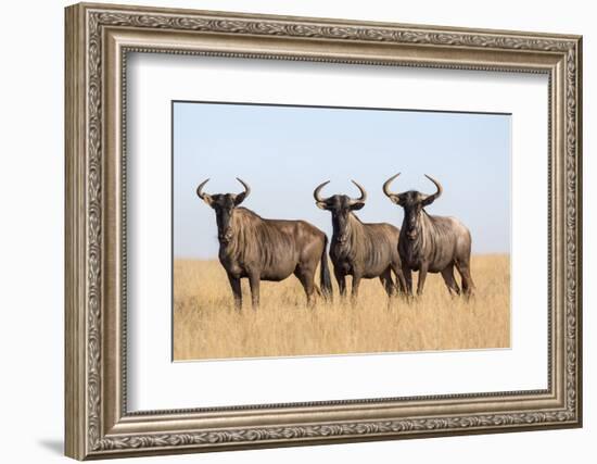 Common (blue) wildebeest (gnu) (Connochaetes taurinus), Mokala National Park, South Africa, Africa-Ann and Steve Toon-Framed Photographic Print