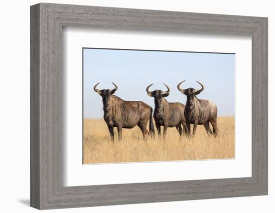 Common (blue) wildebeest (gnu) (Connochaetes taurinus), Mokala National Park, South Africa, Africa-Ann and Steve Toon-Framed Photographic Print