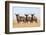 Common (blue) wildebeest (gnu) (Connochaetes taurinus), Mokala National Park, South Africa, Africa-Ann and Steve Toon-Framed Photographic Print