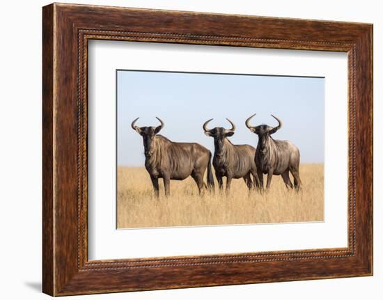 Common (blue) wildebeest (gnu) (Connochaetes taurinus), Mokala National Park, South Africa, Africa-Ann and Steve Toon-Framed Photographic Print