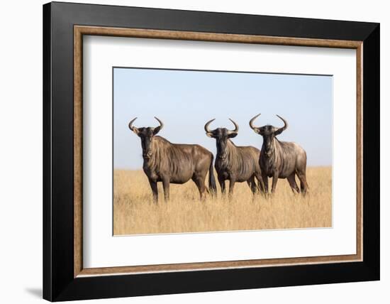 Common (blue) wildebeest (gnu) (Connochaetes taurinus), Mokala National Park, South Africa, Africa-Ann and Steve Toon-Framed Photographic Print