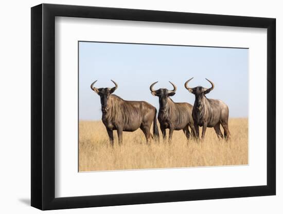 Common (blue) wildebeest (gnu) (Connochaetes taurinus), Mokala National Park, South Africa, Africa-Ann and Steve Toon-Framed Photographic Print