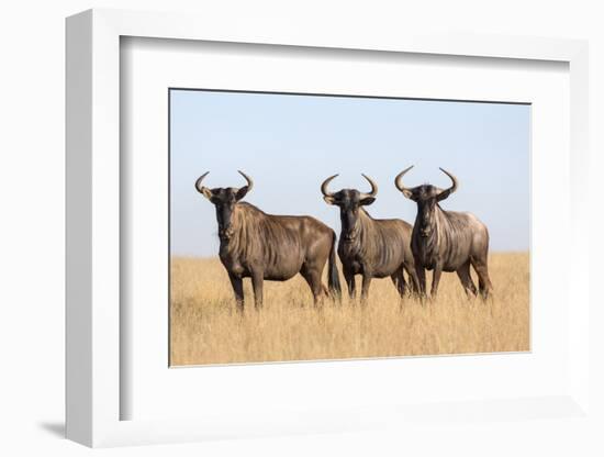 Common (blue) wildebeest (gnu) (Connochaetes taurinus), Mokala National Park, South Africa, Africa-Ann and Steve Toon-Framed Photographic Print