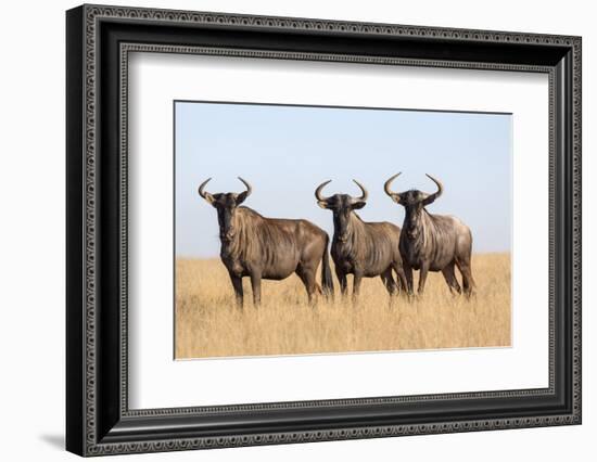 Common (blue) wildebeest (gnu) (Connochaetes taurinus), Mokala National Park, South Africa, Africa-Ann and Steve Toon-Framed Photographic Print