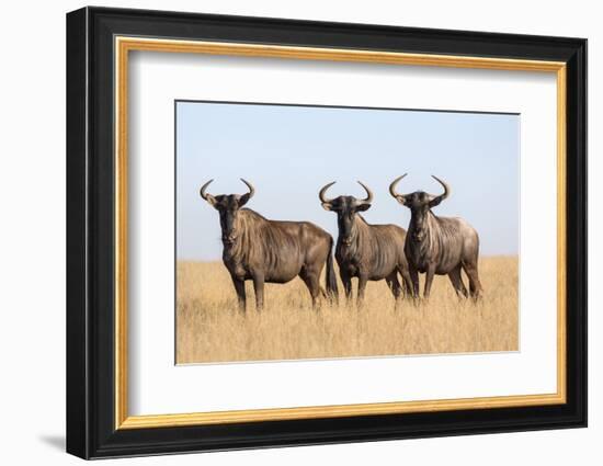 Common (blue) wildebeest (gnu) (Connochaetes taurinus), Mokala National Park, South Africa, Africa-Ann and Steve Toon-Framed Photographic Print