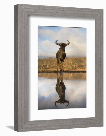 Common (blue) wildebeest (gnu) (Connochaetes taurinus) with reflection at waterhole, Zimanga privat-Ann and Steve Toon-Framed Photographic Print