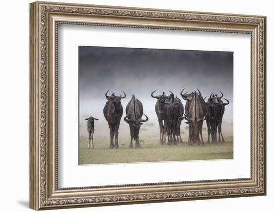 Common (Blue) Wildebeest (Gnu), in Rainstorm, Kgalagadi Transfrontier Park-Ann & Steve Toon-Framed Photographic Print