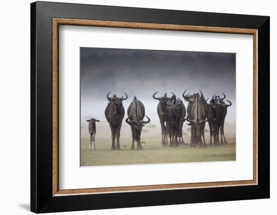 Common (Blue) Wildebeest (Gnu), in Rainstorm, Kgalagadi Transfrontier Park-Ann & Steve Toon-Framed Photographic Print