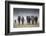 Common (Blue) Wildebeest (Gnu), in Rainstorm, Kgalagadi Transfrontier Park-Ann & Steve Toon-Framed Photographic Print