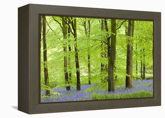 Common Bluebells (Hyacinthoides Non-Scripta) Flowering in a Beech Wood-Adam Burton-Framed Premier Image Canvas