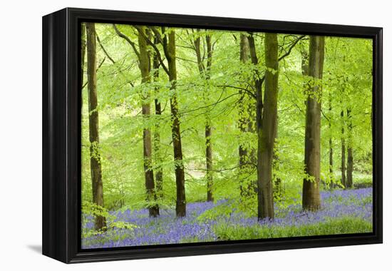 Common Bluebells (Hyacinthoides Non-Scripta) Flowering in a Beech Wood-Adam Burton-Framed Premier Image Canvas