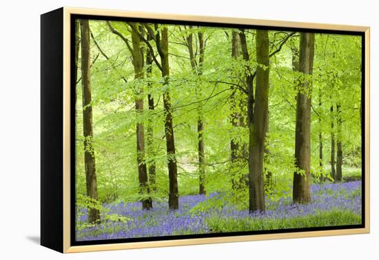 Common Bluebells (Hyacinthoides Non-Scripta) Flowering in a Beech Wood-Adam Burton-Framed Premier Image Canvas