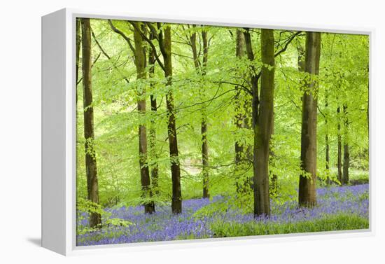 Common Bluebells (Hyacinthoides Non-Scripta) Flowering in a Beech Wood-Adam Burton-Framed Premier Image Canvas