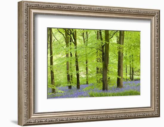 Common Bluebells (Hyacinthoides Non-Scripta) Flowering in a Beech Wood-Adam Burton-Framed Photographic Print