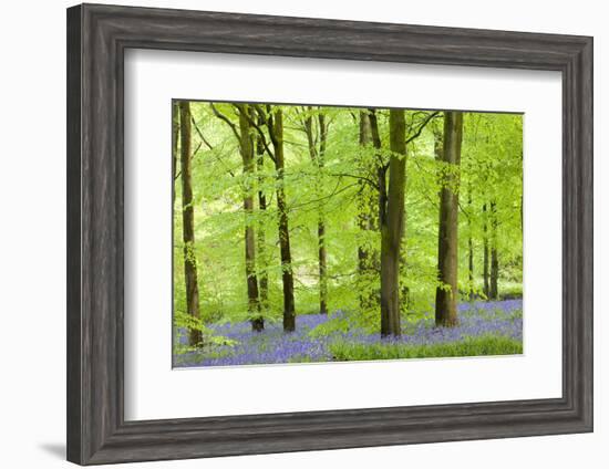 Common Bluebells (Hyacinthoides Non-Scripta) Flowering in a Beech Wood-Adam Burton-Framed Photographic Print