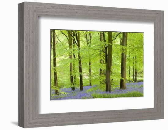 Common Bluebells (Hyacinthoides Non-Scripta) Flowering in a Beech Wood-Adam Burton-Framed Photographic Print