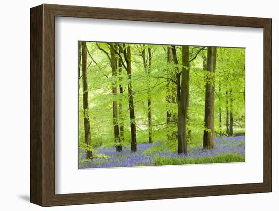 Common Bluebells (Hyacinthoides Non-Scripta) Flowering in a Beech Wood-Adam Burton-Framed Photographic Print