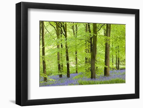 Common Bluebells (Hyacinthoides Non-Scripta) Flowering in a Beech Wood-Adam Burton-Framed Photographic Print