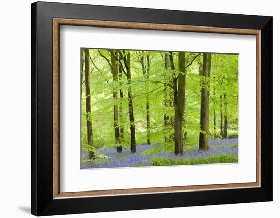 Common Bluebells (Hyacinthoides Non-Scripta) Flowering in a Beech Wood-Adam Burton-Framed Photographic Print