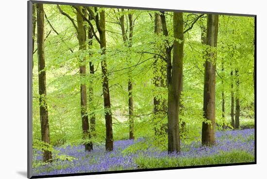 Common Bluebells (Hyacinthoides Non-Scripta) Flowering in a Beech Wood-Adam Burton-Mounted Photographic Print