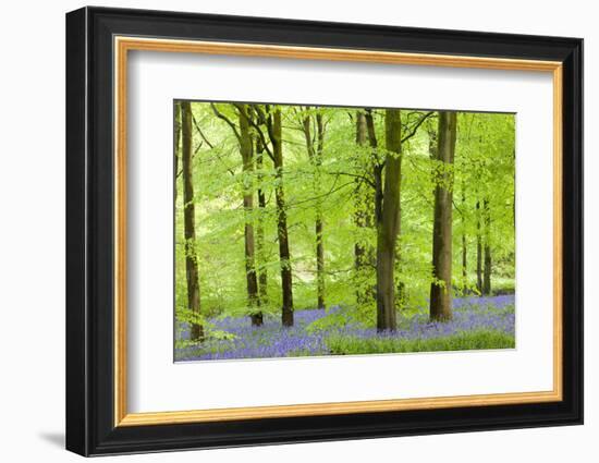 Common Bluebells (Hyacinthoides Non-Scripta) Flowering in a Beech Wood-Adam Burton-Framed Photographic Print