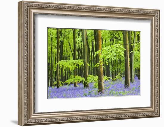 Common Bluebells (Hyacinthoides Non-Scripta) Flowering in West Woods in Springtime-Adam Burton-Framed Photographic Print