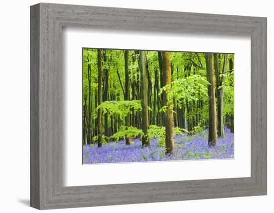 Common Bluebells (Hyacinthoides Non-Scripta) Flowering in West Woods in Springtime-Adam Burton-Framed Photographic Print