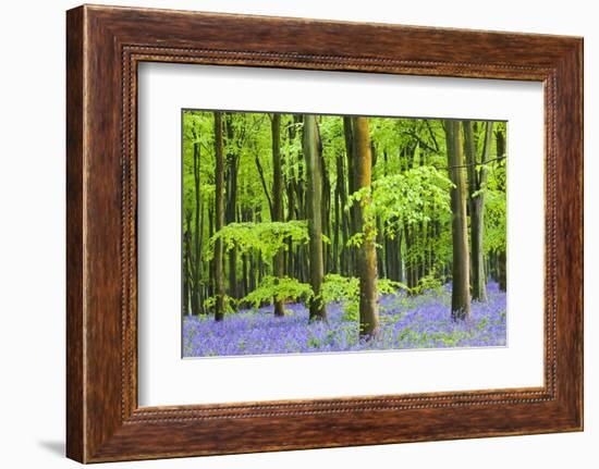 Common Bluebells (Hyacinthoides Non-Scripta) Flowering in West Woods in Springtime-Adam Burton-Framed Photographic Print