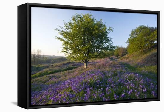 Common Bluebells-Bob Gibbons-Framed Premier Image Canvas