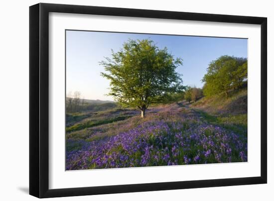 Common Bluebells-Bob Gibbons-Framed Photographic Print