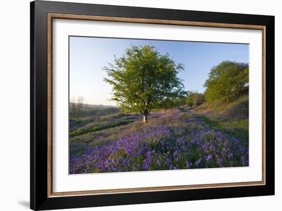 Common Bluebells-Bob Gibbons-Framed Photographic Print