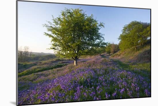 Common Bluebells-Bob Gibbons-Mounted Photographic Print