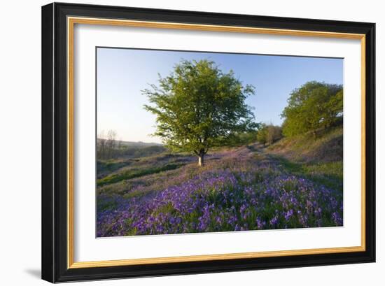 Common Bluebells-Bob Gibbons-Framed Photographic Print