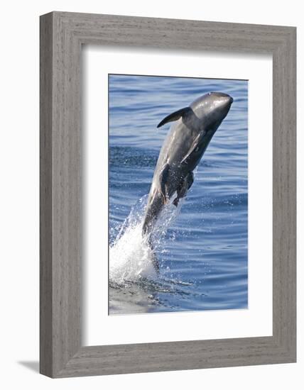 Common Bottlenose Dolphin (Tursiops Truncatus) Breaching with Two Suckerfish - Remora Attached-Mark Carwardine-Framed Photographic Print