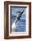 Common Bottlenose Dolphin (Tursiops Truncatus) Breaching with Two Suckerfish - Remora Attached-Mark Carwardine-Framed Photographic Print