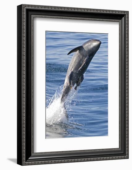 Common Bottlenose Dolphin (Tursiops Truncatus) Breaching with Two Suckerfish - Remora Attached-Mark Carwardine-Framed Photographic Print