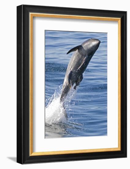 Common Bottlenose Dolphin (Tursiops Truncatus) Breaching with Two Suckerfish - Remora Attached-Mark Carwardine-Framed Photographic Print