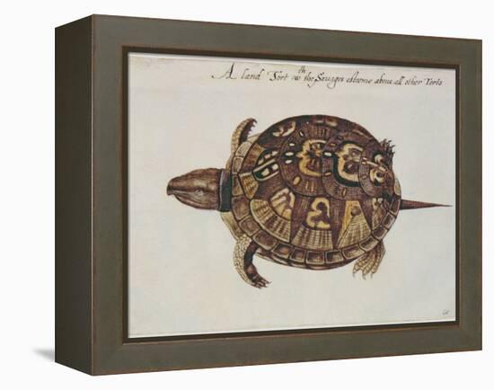 Common Box Tortoise-John White-Framed Premier Image Canvas