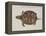 Common Box Tortoise-John White-Framed Premier Image Canvas