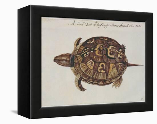 Common Box Tortoise-John White-Framed Premier Image Canvas