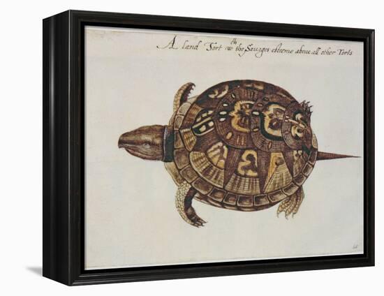 Common Box Tortoise-John White-Framed Premier Image Canvas