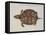 Common Box Tortoise-John White-Framed Premier Image Canvas
