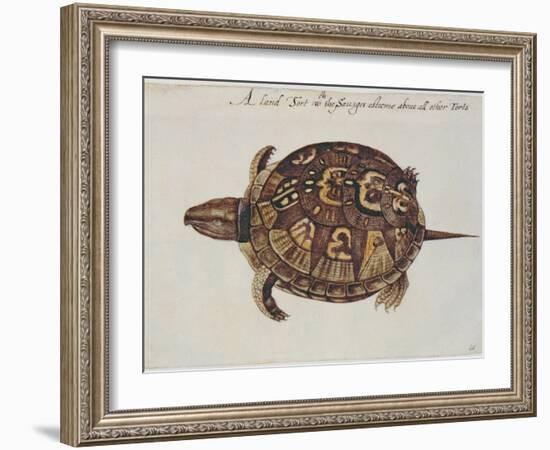 Common Box Tortoise-John White-Framed Giclee Print