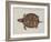 Common Box Tortoise-John White-Framed Giclee Print