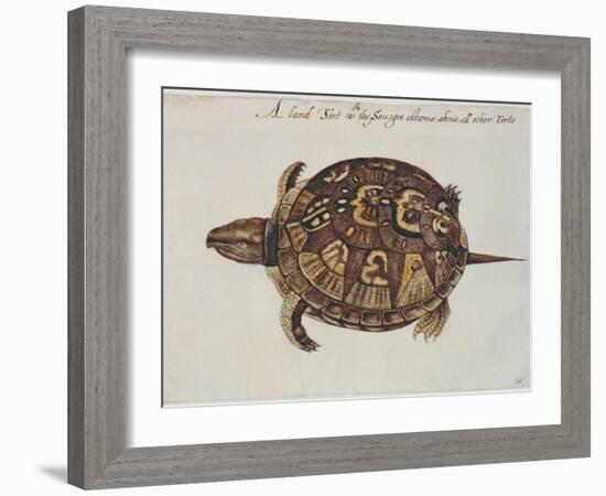 Common Box Tortoise-John White-Framed Giclee Print