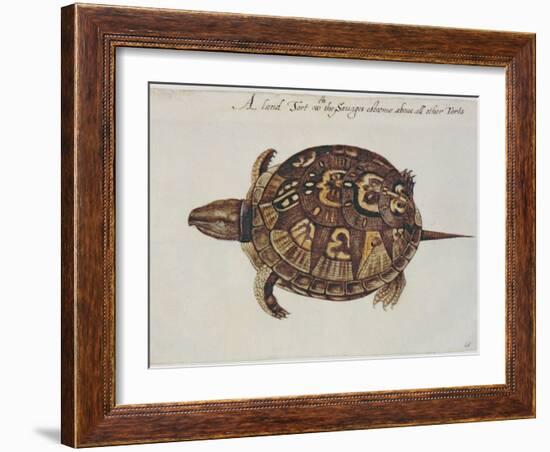 Common Box Tortoise-John White-Framed Giclee Print