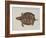 Common Box Tortoise-John White-Framed Giclee Print